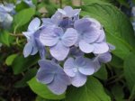 Hortensia snoeien