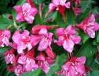 Weigelia snoeien